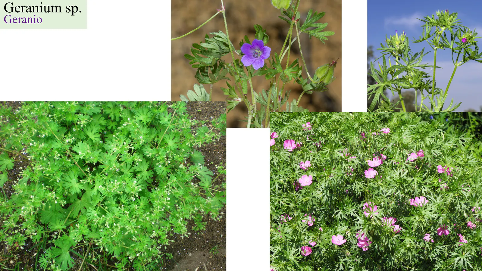 Geranium