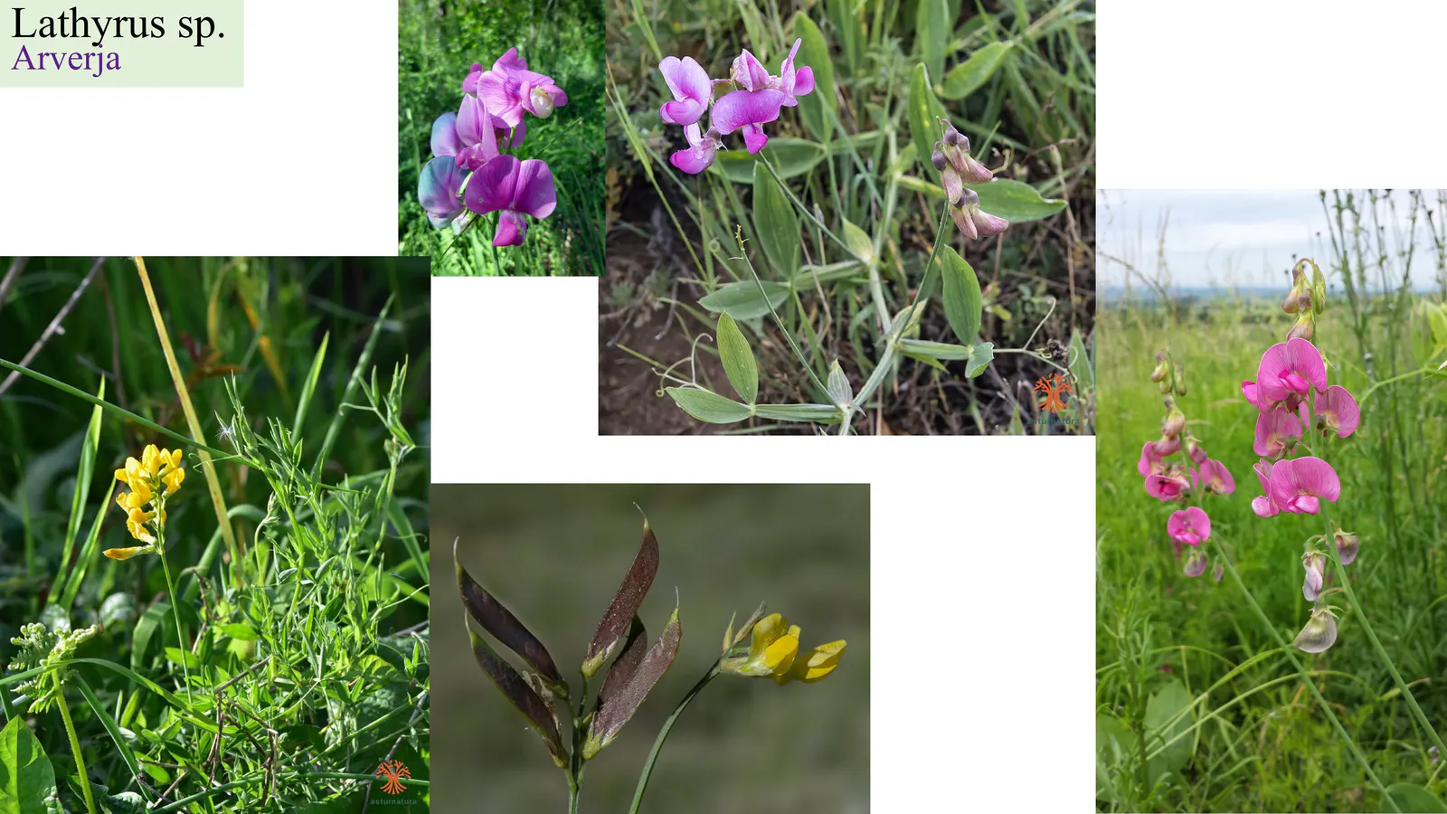 Lathyrus sp.