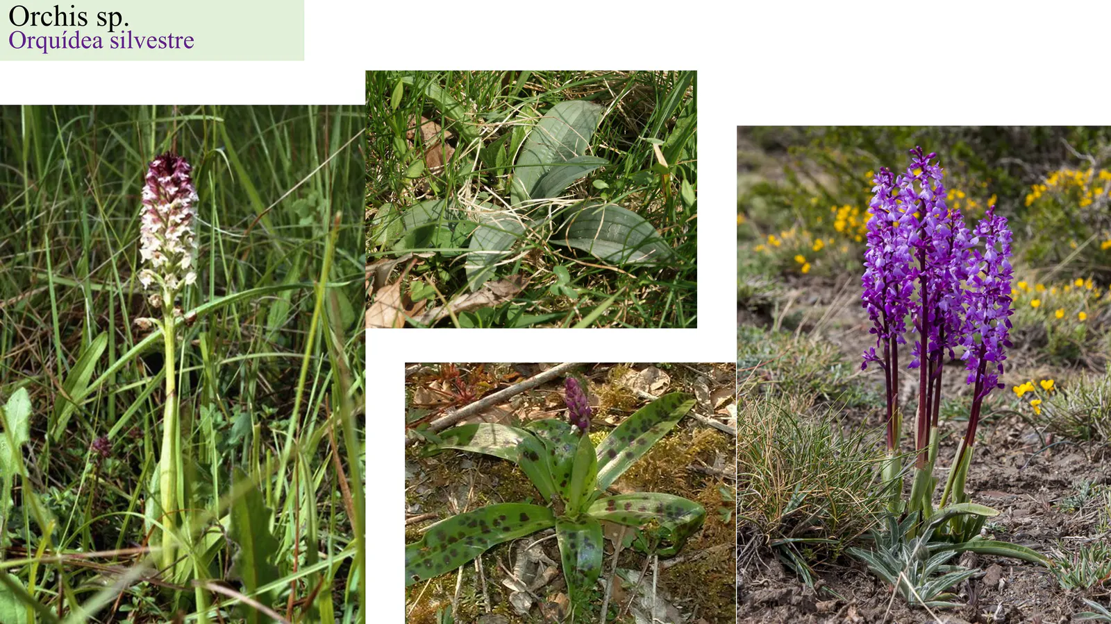 Orchis sp