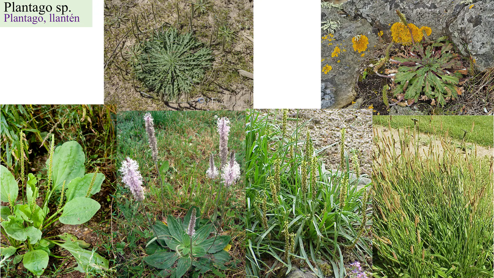 Plantago sp.