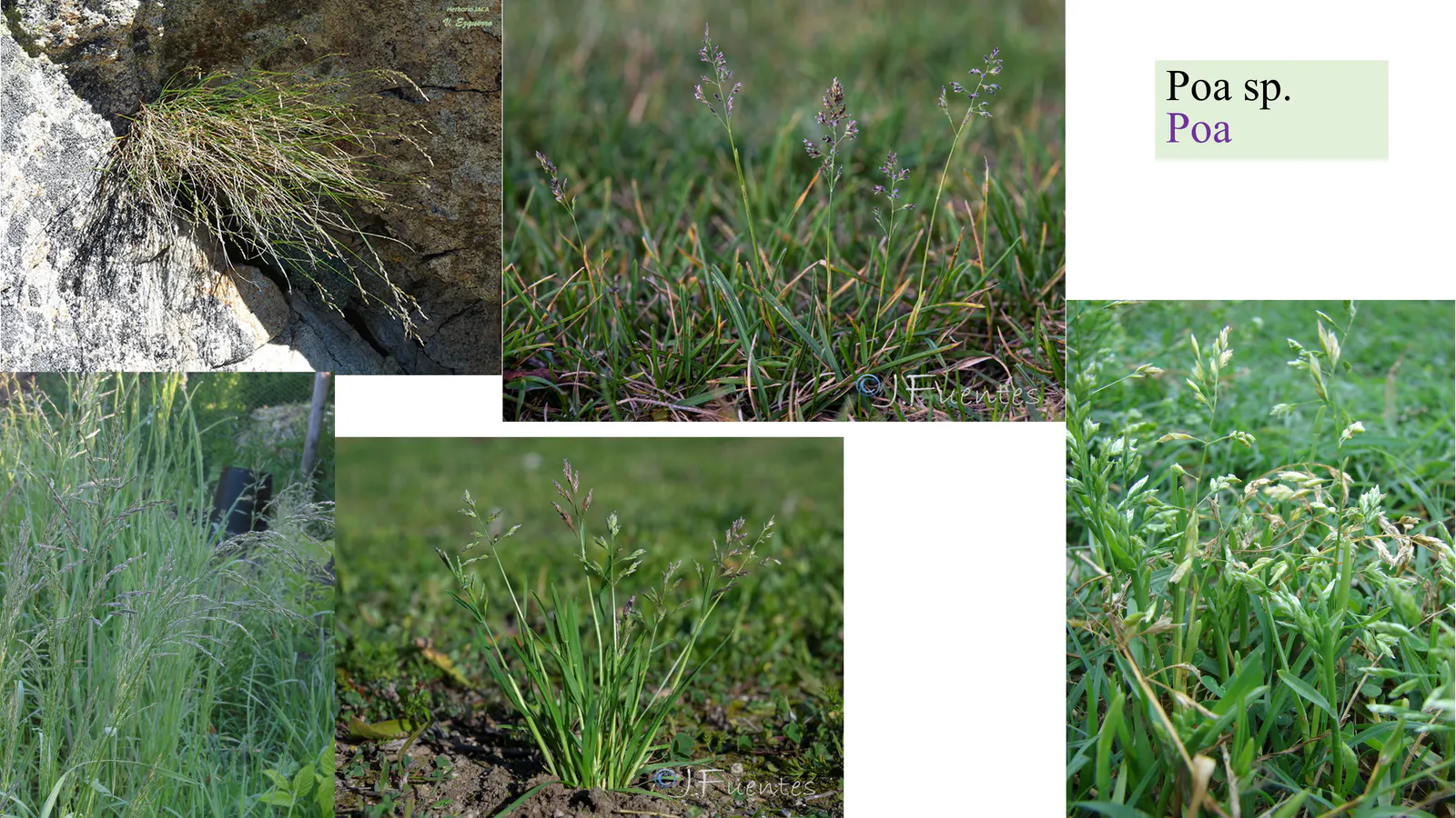 Poa sp.
