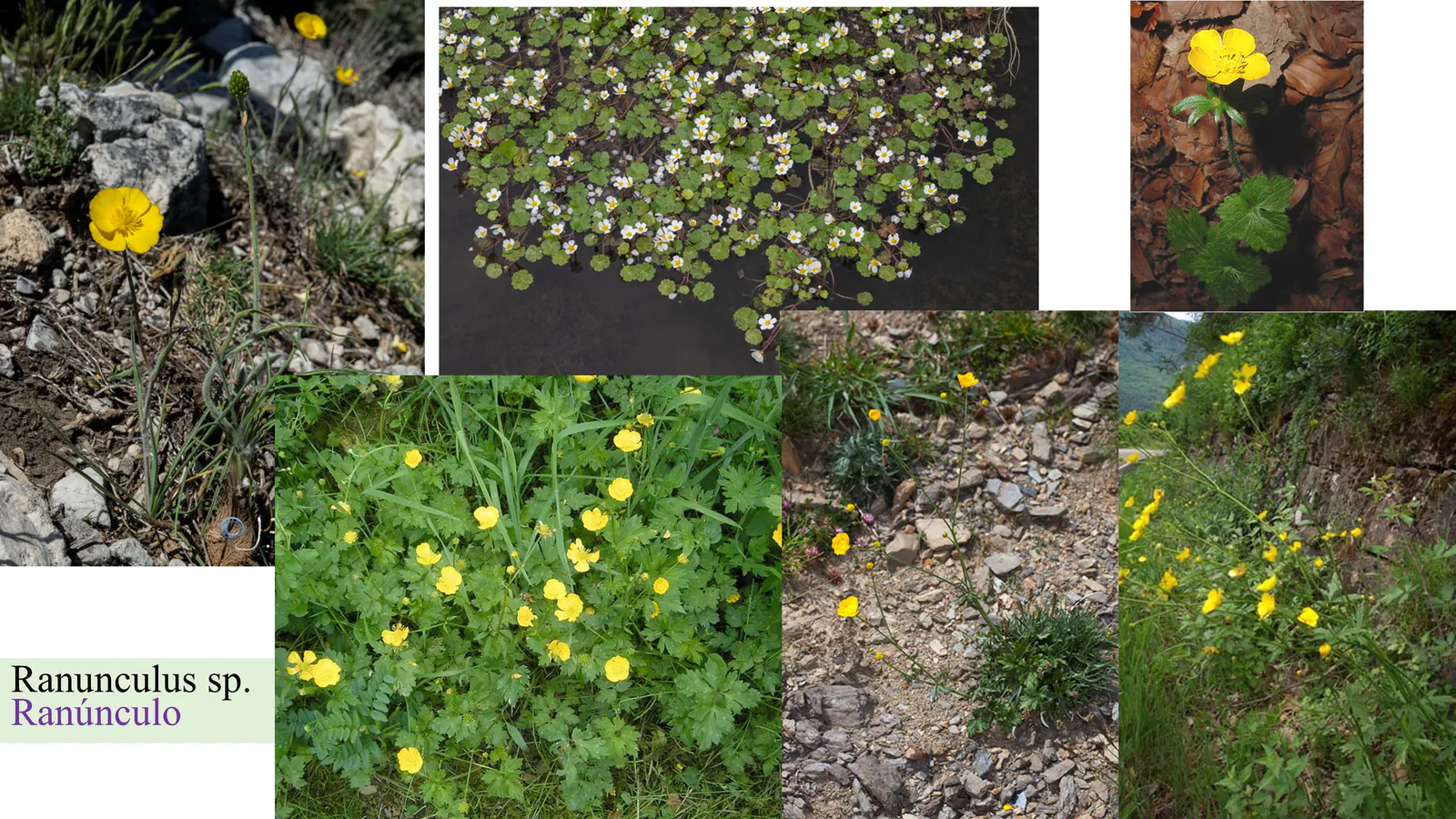 Ranunculus sp.