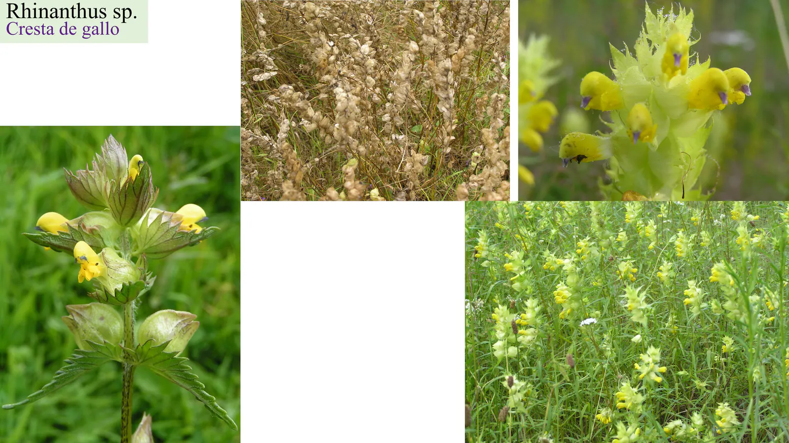 Rhinanthus sp.