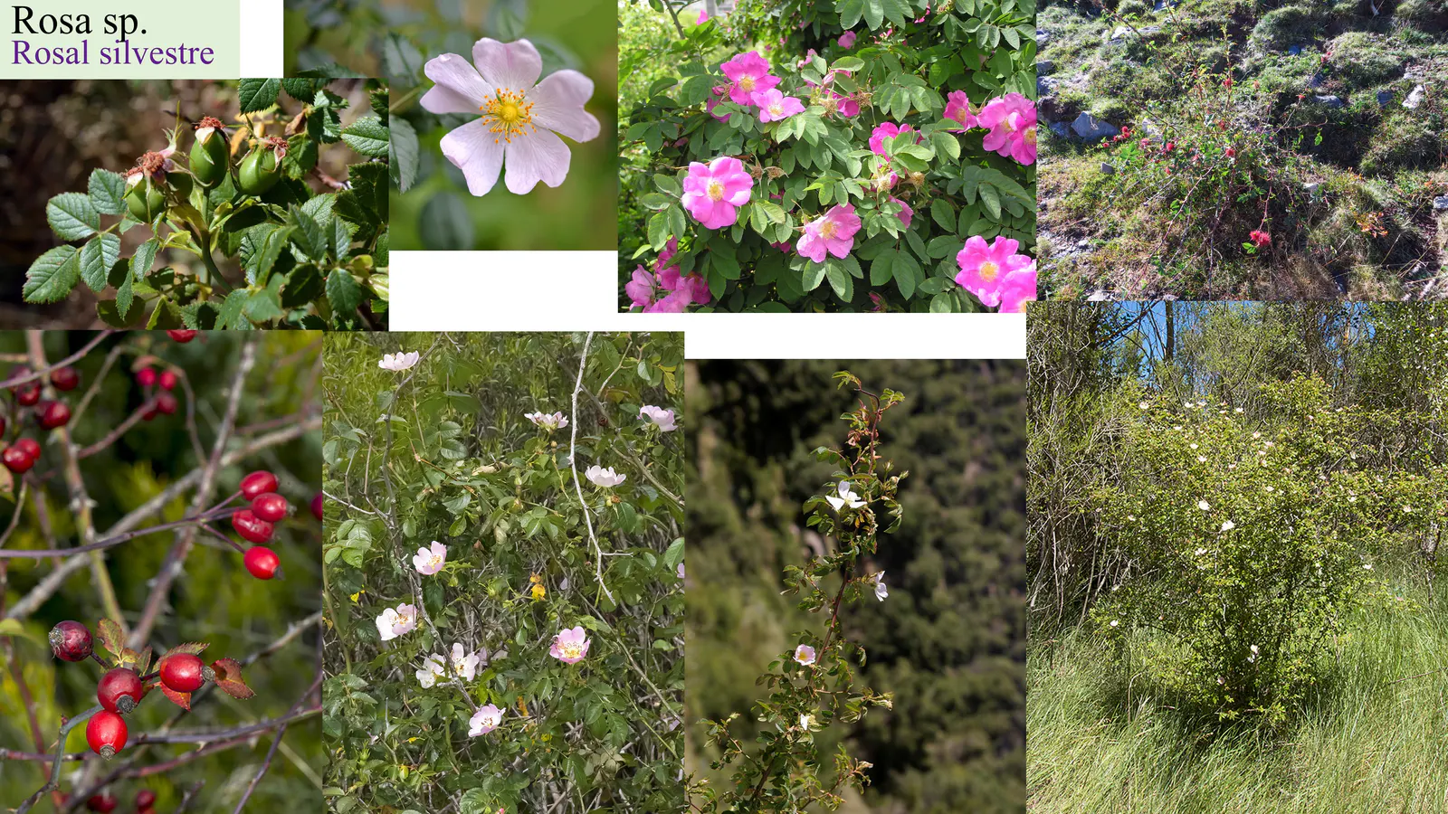 Rosa sp. pl.