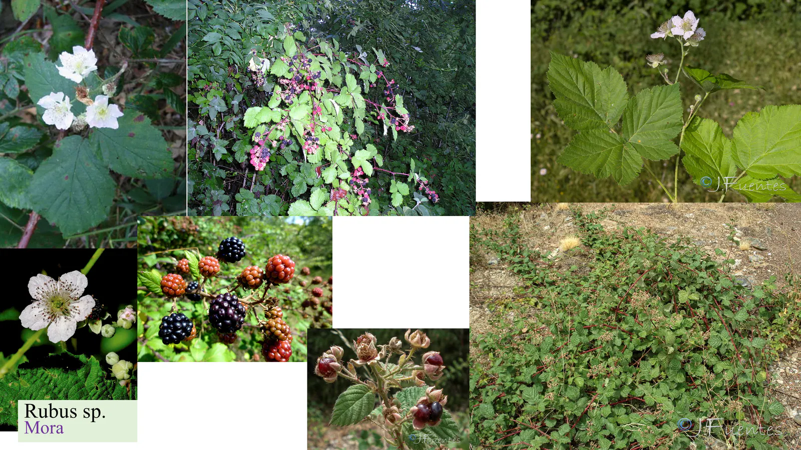 Rubus sp.