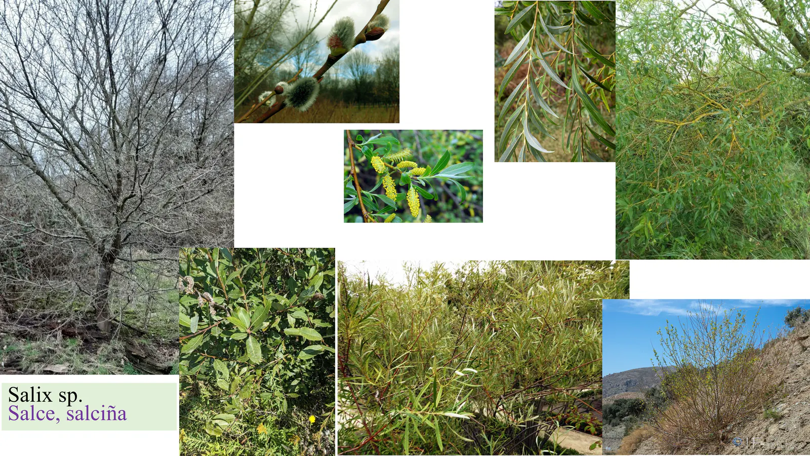 Salix sp.