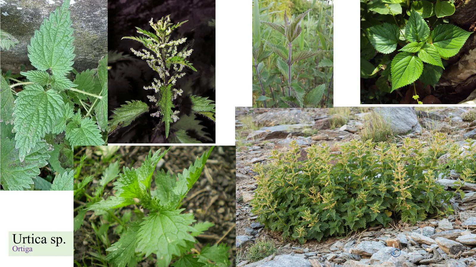 Urtica sp.