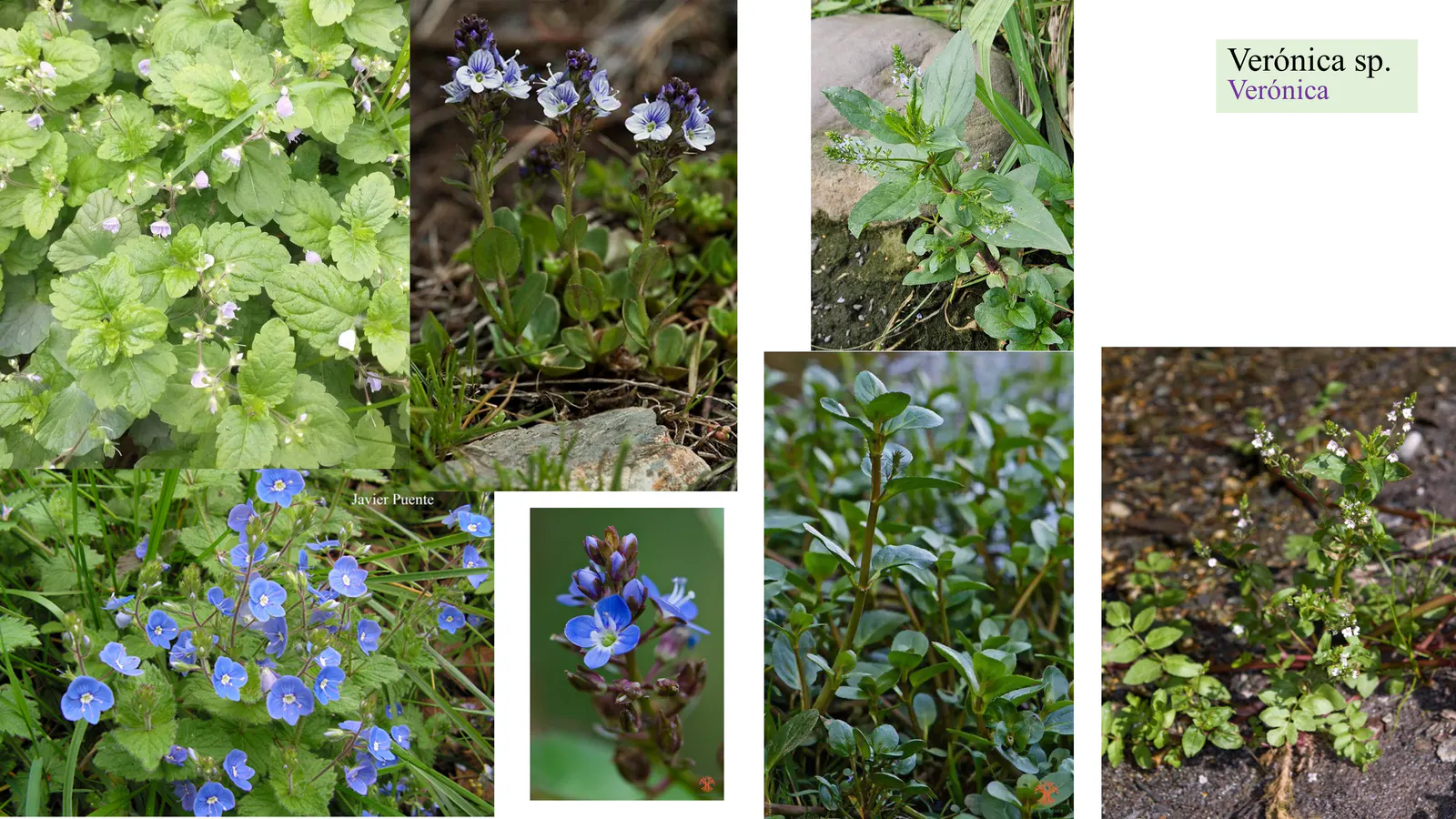Veronica sp.