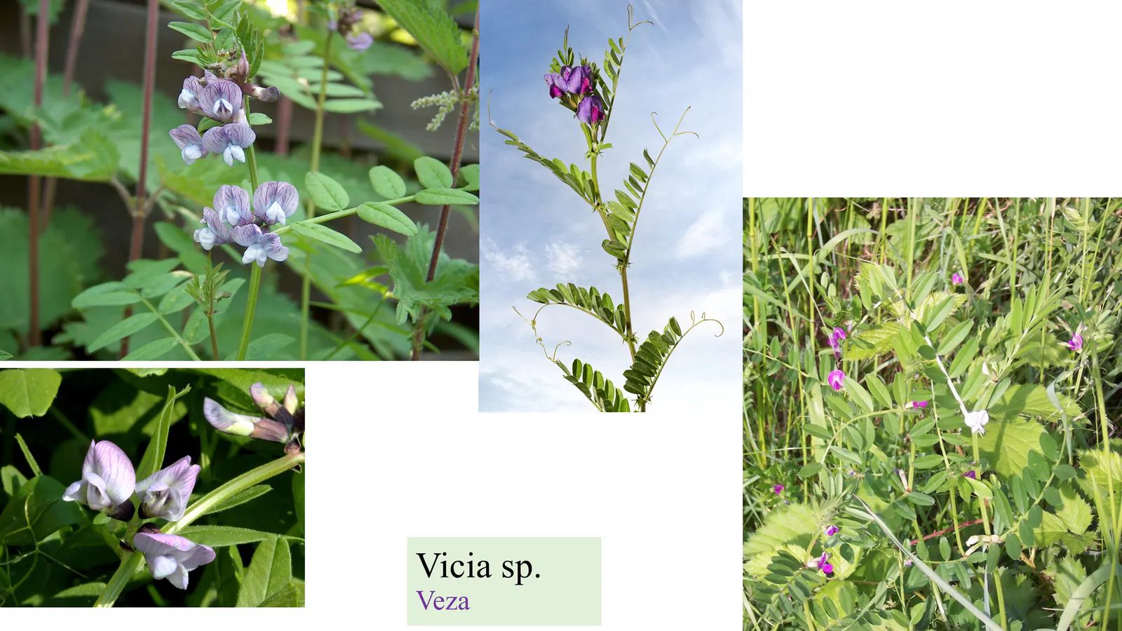 Vicia sp.