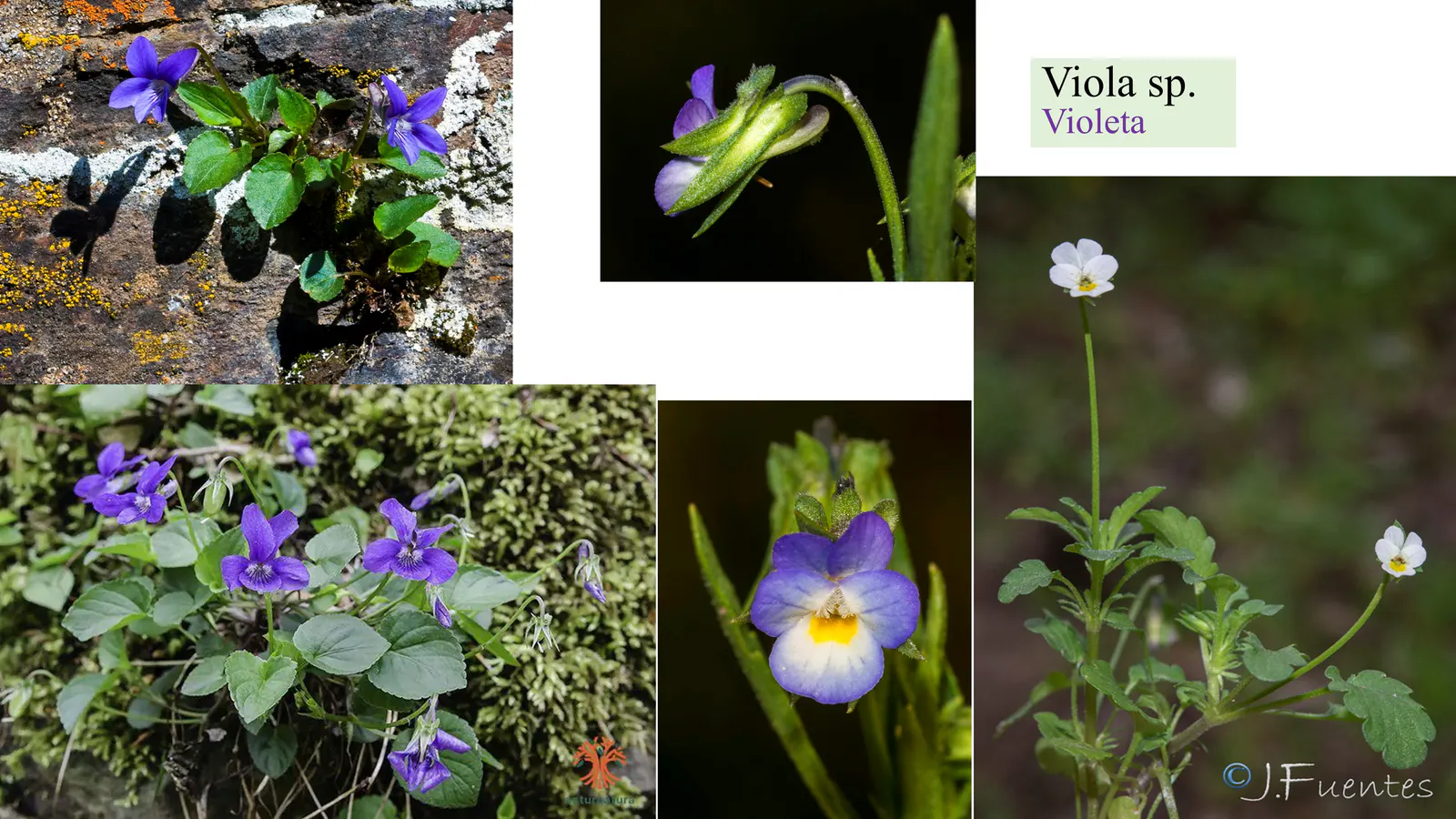 Viola sp